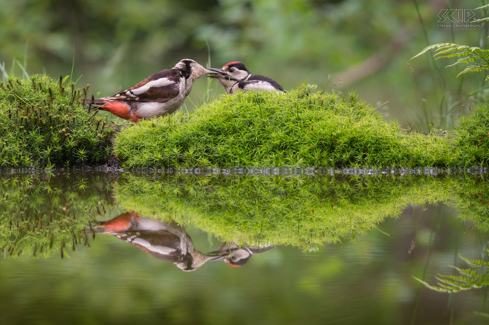 Spechten - Bonte specht voedert jong De grote bonte specht (Dendrocopos major) is voornamelijk zwart en wit met wat rood op de kop en rond zijn achterste. Het is de minst schuwe specht die larven en kevers onder de bast van naaldbomen weet te vinden. De grote bonte specht eet ook bessen, noten en zaden. Ze nestelen in een boomholte die ze samen uithakken. Jonge bonte spechten hebben een rode vlek bovenop hun kop. Volwassen mannetjes hebben alleen achteraan een rode vlek en de kop van vrouwtjes is volledig zwart. Deze foto werd gemaakt in Haaksbergen in Nederland.<br />
 Stefan Cruysberghs